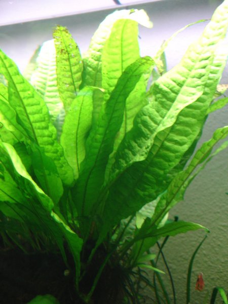 MICROSORIUM